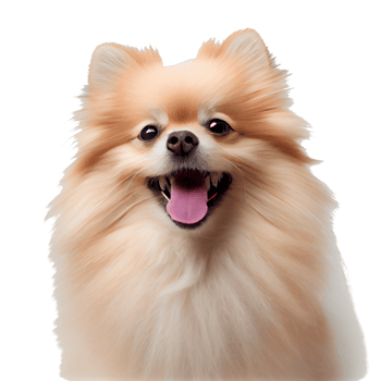 Cute and happy dog png