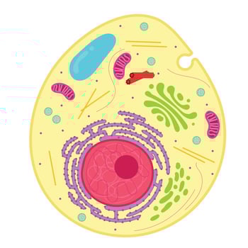 An animal cell is a type of eukaryotic cell. vector