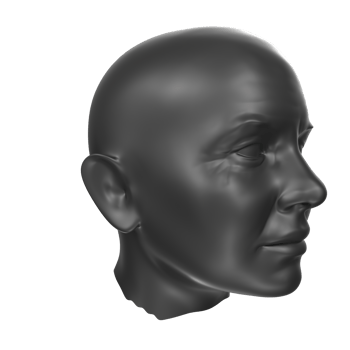 3D Rendering Of Human Bust png