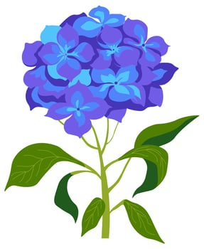 Hydrangea flower in blossom, spring wildflower vector