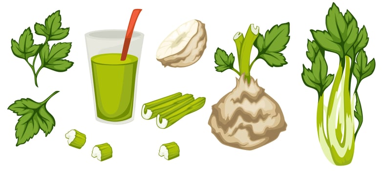 Celery root and stick, smoothie and raw spice vector