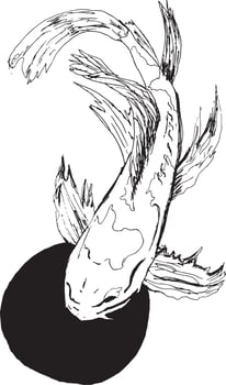 Koi Illustration vector