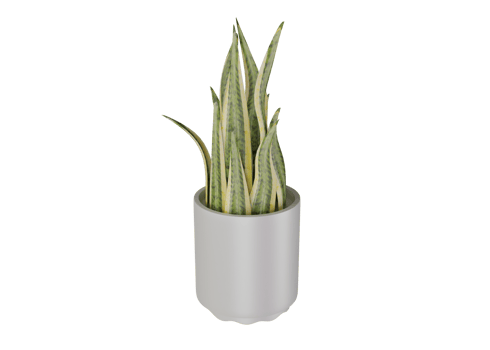 3d rendering design of ornamental plants for home decoration needs png