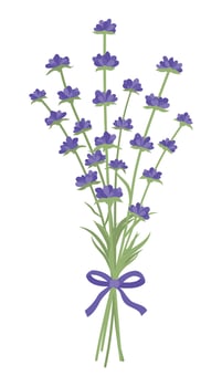Fresh fragrant Lavender flowers bouquet with a purple ribbon. Isolated on a white background. Vector illustration.