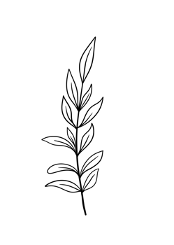 Leaf Line Art png