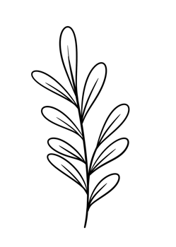 Leaf Line Art png