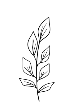 Leaf Line Art png