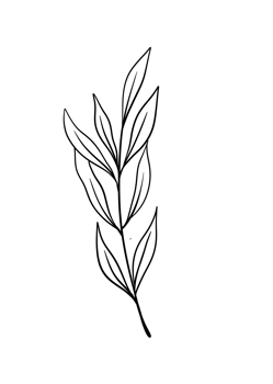 Leaf Line Art png