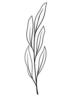 Leaf Line Art png