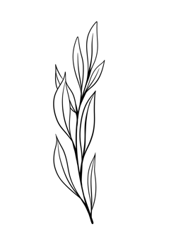 Leaf Line Art png