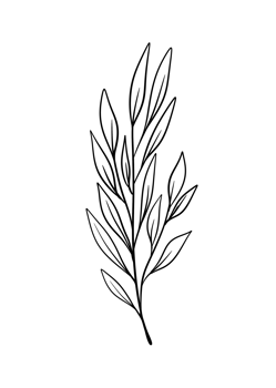 Leaf Line Art png