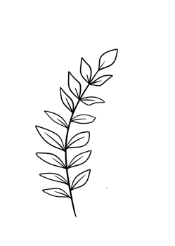 Leaf Line Art png