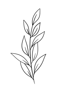 Leaf Line Art png