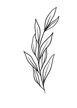 Leaf Line Art png