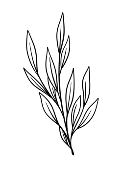 Leaf Line Art png
