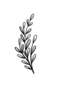 Leaf Line Art png