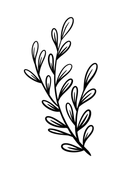 Leaf Line Art png