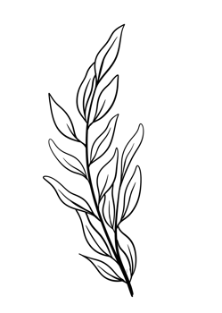Leaf Line Art png