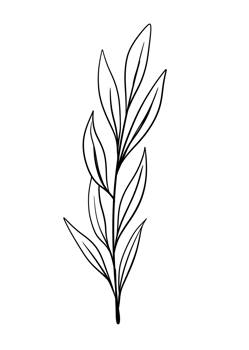 Leaf Line Art png