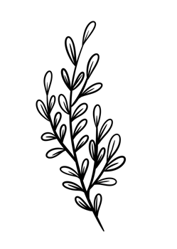 Leaf Line Art png