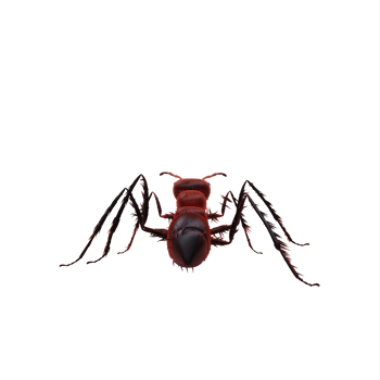 3d ant isolated png