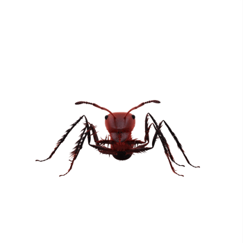 3d ant isolated png