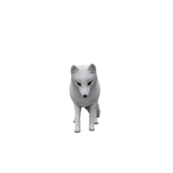 3d white Arctic Fox png