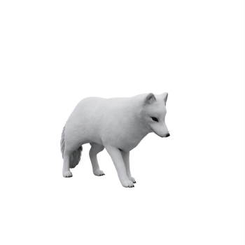 3d white Arctic Fox png