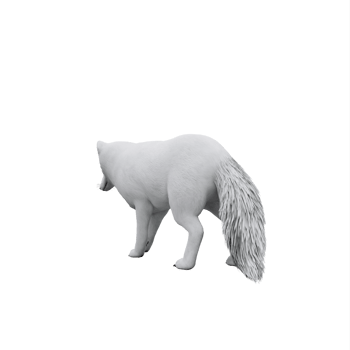 3d white Arctic Fox png