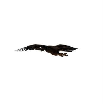 3d eagle isolated png