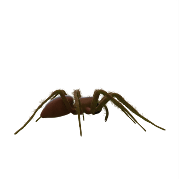 Fishing Spider isolated png