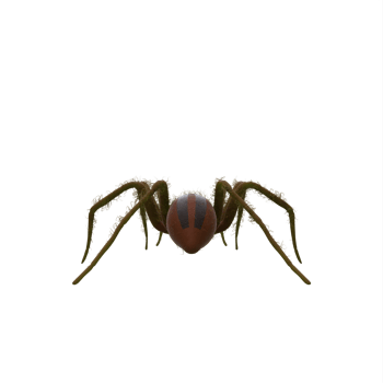 Fishing Spider isolated png
