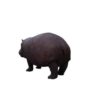 3d hippopotamus isolated png