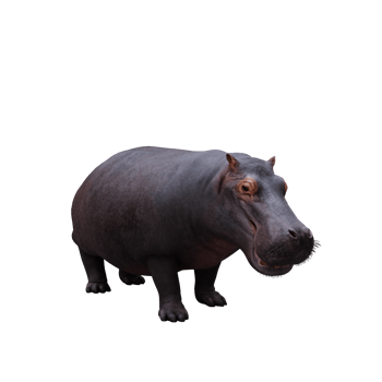 3d hippopotamus isolated png