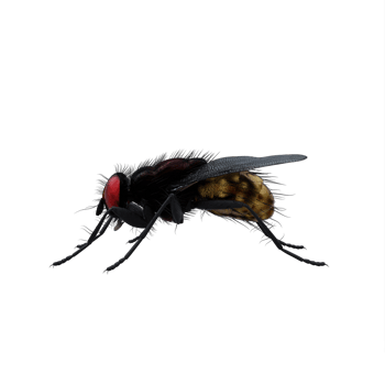 3d Housefly exotic isolated png