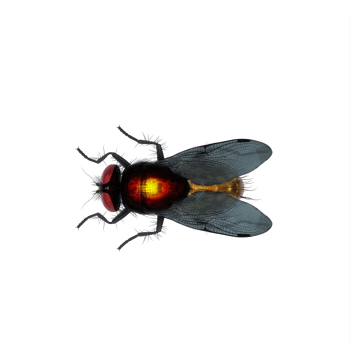 3d Housefly exotic isolated png