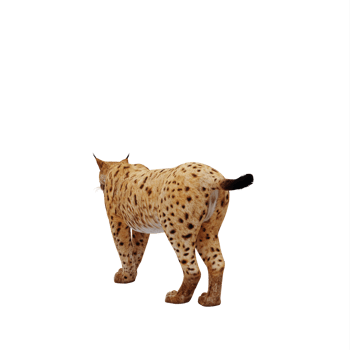 3d Lynx isolated png
