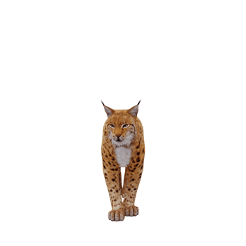 3d Lynx isolated png