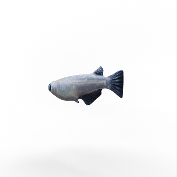 3d medaka fish isolated png