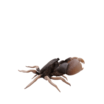 Rocky shore crab png