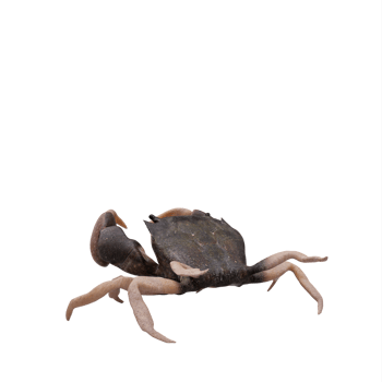 Rocky shore crab png