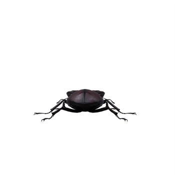 3d Stag Beetle png