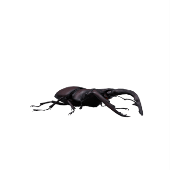 3d Stag Beetle png