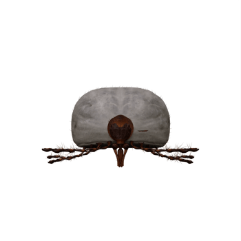 3d Tic isolated png