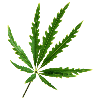 Green leaf isolated on transparent background for design element. png