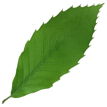 Green leaf isolated on transparent background for design element. png