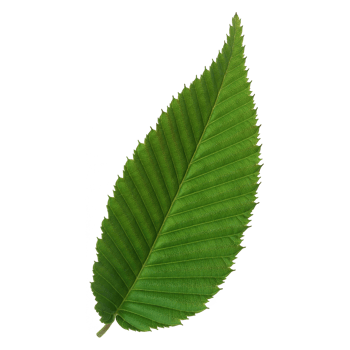 Green leaf isolated on transparent background for design element. png