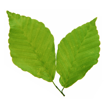 Green leaf isolated on transparent background for design element. png
