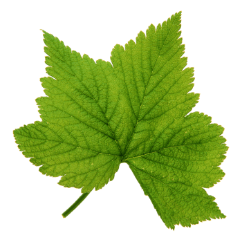 Green leaf isolated on transparent background for design element. png