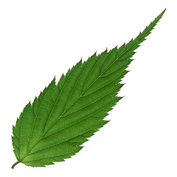 Green leaf isolated on transparent background for design element. png